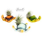 Three air plants in painted turtle-shaped planters on a white background