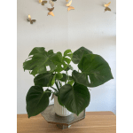 Potted Monstera