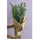 Wrapped bouquet of eucalyptus stems in brown paper