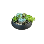 Succulent Dish