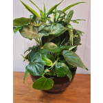 8" Ceramic Dish Garden