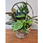 8" Wicker Dish Garden