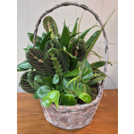 10" Wicker Dish Garden