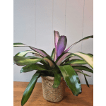 Bromeliad
