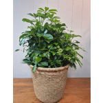 8" Arboricola