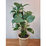 6" Pothos