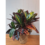 Croton