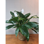 6" Peace Lily