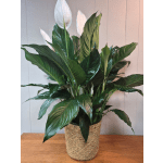 8" Peace Lily