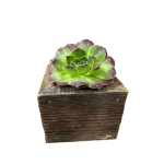 Small Succulent Box