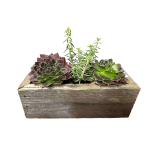 Medium Succulent Box
