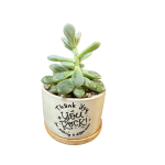 "You Rock" Succulent