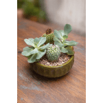 Succulent Dish Garden