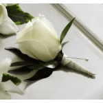 White rose boutonniere with dark green leaves on a white surface