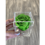 Bright green rose in a clear acrylic box