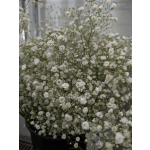Single Stem Babies Breath Add ON
