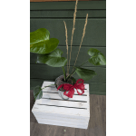 Plant Embellishment