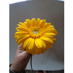 Single yellow gerbera daisy held by hand