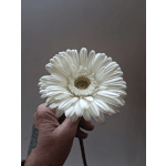 Single white gerbera daisy held in a hand