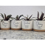 Four small potted succulents in white ceramic planters with printed words