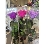 Three long-stem roses in clear gift boxes, in purple, pink, and lavender.