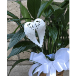Potted green plant with a white angel wing decoration and ribbon bow
