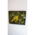 Yellow Warbler 