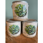Three decorative tins with printed succulent designs and the word Echeveria