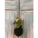 Kokedama plant moss ball