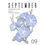 September Birthflower Card