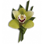 Single green orchid bloom with dark red center and leaves