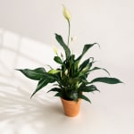 Potted peace lily plant with white blooms in a terracotta pot