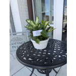 Dish Gardens