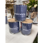 Three paperwhite winter garden candles in blue glass jars