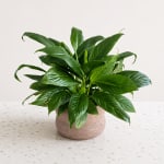 Potted green houseplant in a round beige planter
