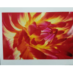 Close-up of a red, yellow, and purple flower bloom