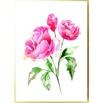 Pink peony flowers with green leaves on a white background
