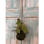 Kokedama plant moss balls