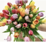 tulips