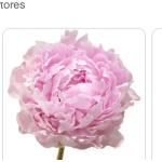 Peonies