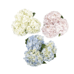 Hydrangea