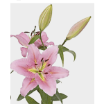 Pink lily blooms with unopened buds on a white background