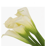 calla lily
