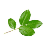 A green leafy stem with several oval leaves on a white background