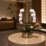 White orchids in a gold pot on a round table
