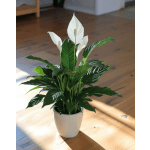Peace Lily, Spathiphyllum Plant by BloomNation™