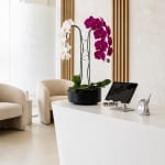 Potted orchid arrangement with white and magenta blooms on a desk