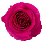 Fuchsia Roses