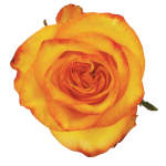Orange Roses