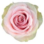 Pink Roses